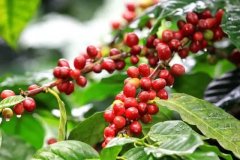 瓜地马拉茵赫特庄园种植的咖啡品种有哪些 咖啡的口感怎么形容