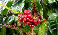 哥伦比亚peaberry咖啡介绍风味口感 哥伦比亚咖啡产地增长区域