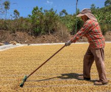 卢旺达咖啡产区 Migongo洗衣站波本水洗咖啡豆加工过程口感描述