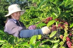 卡杜拉咖啡豆特点 Finca Bella Vista咖啡农场咖啡处理法介绍