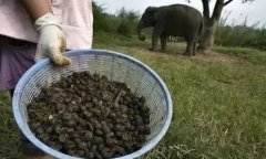 象屎咖啡与猫屎咖啡哪种贵 象屎咖啡制作过程 黑象牙咖啡口感怎样