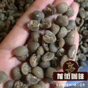 咖啡生长的自然条件 咖啡豆树长什么样子 Robusta咖啡豆特点