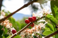 巴拿马钻石山咖啡豆介绍 巴拿马钻石山日晒怎么烘 钻石山咖啡品种