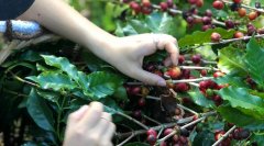 耶加雪菲红樱桃简易挂耳好喝的原因 怎样冲好耶加红樱桃挂耳咖啡