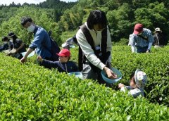 县内的茶点 小田原和须贺川的采茶体验