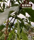 罗布斯塔咖啡豆与阿拉比卡咖啡豆的咖啡因哪个多 咖啡品种介绍