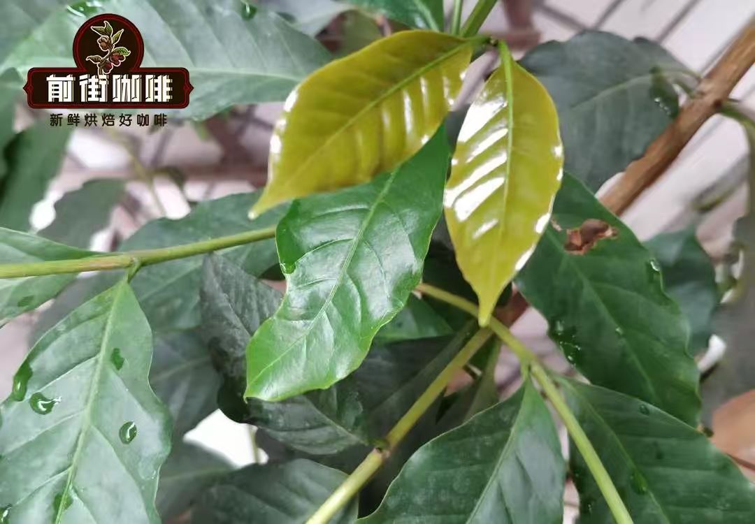 为什么铁皮卡被叫做“红顶咖啡”？铁皮卡的主要产区有哪些？铁皮卡咖啡有什么风味特点？