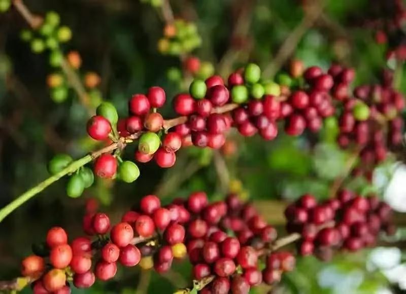 阿拉比卡咖啡传播史｜波旁的发源地是哪里？波旁种植在哪些国家和产区？波旁如何传播全世界？
