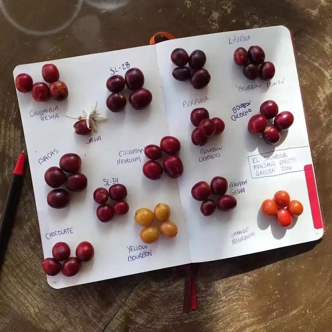波旁品种怎么传播的？波旁咖啡果实有多少种颜色？红波旁、黄波旁、粉波旁、橙波旁的味道口感有区别吗？