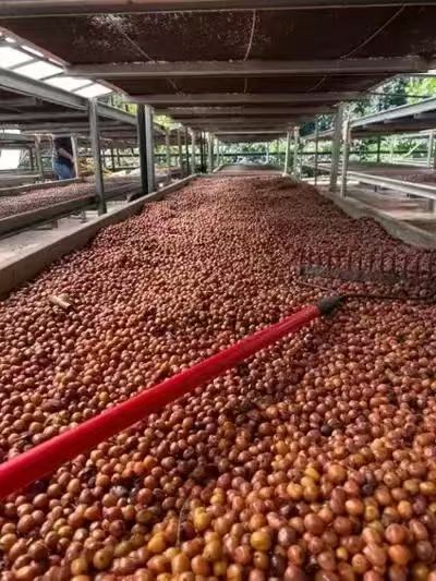 哪些处理法属于特殊处理法？厌氧、酵素、二氧化碳浸渍处理法有何区别？特殊处理法会赋予咖啡什么风味？