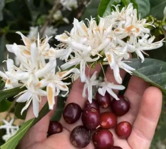 Sidra希爪是什么品种？希爪主要种植在哪些产区？哥伦比亚分界线庄园的希爪做手冲咖啡好喝吗？