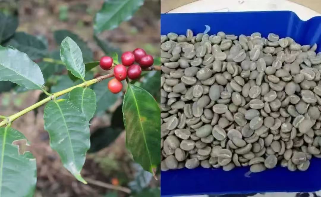 牙买加蓝山咖啡豆种植历史介绍｜牙买加蓝山咖啡豆的产地，分级，品种以及特色推荐