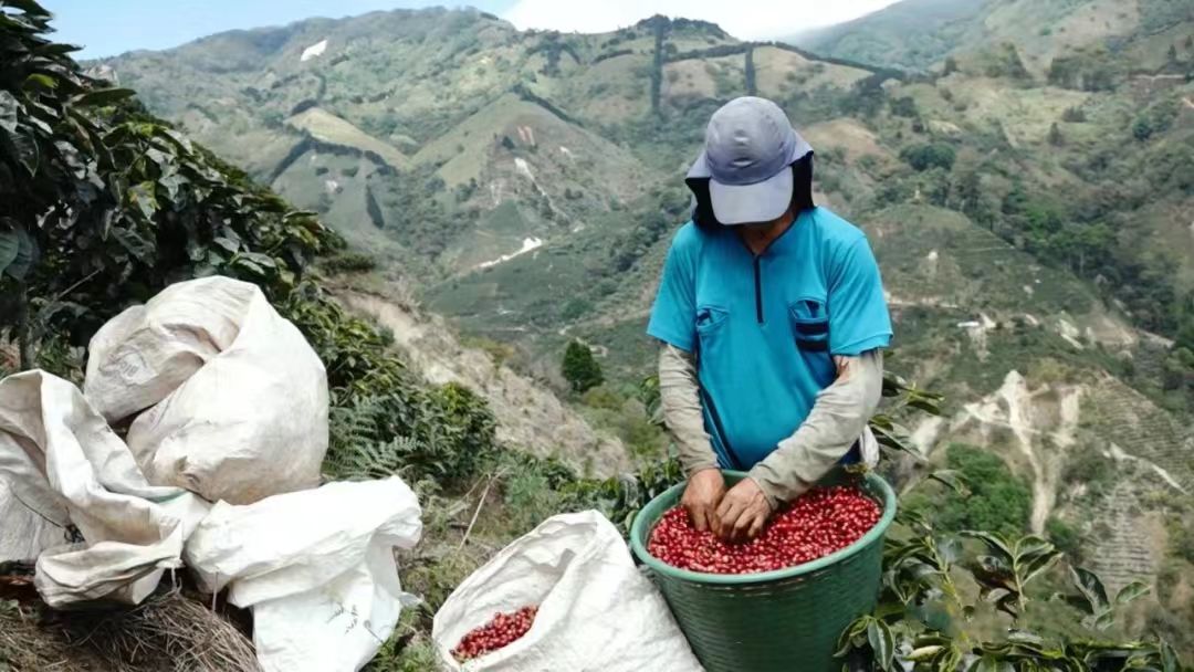 哥斯达黎加知名咖啡庄园为何集中在塔拉珠产区？哥斯达黎加共有几个咖啡产区？布伦卡巨石庄园产出的咖啡有什么特色