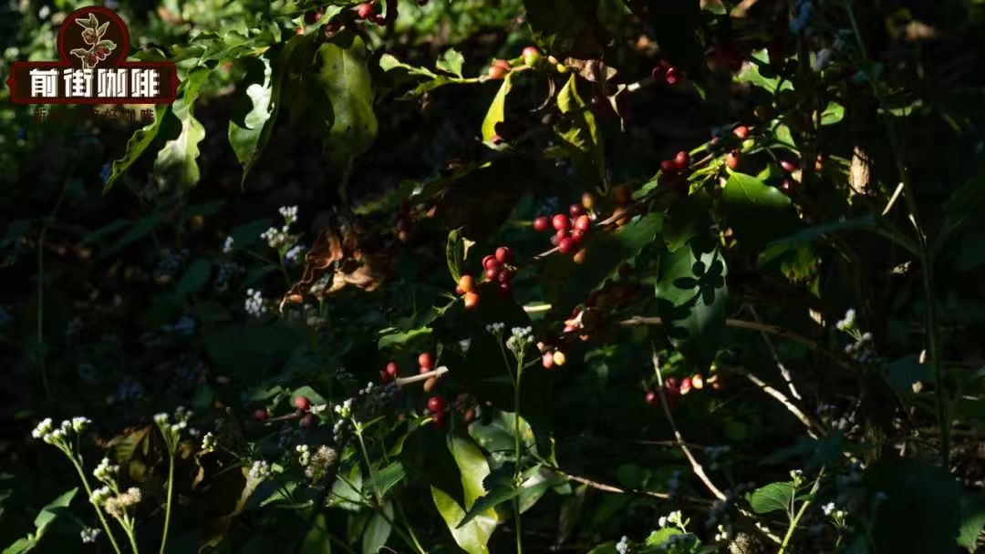 云南咖啡的种植历史介绍｜云南咖啡种植品种有哪些？什么是云南小粒咖啡？云南咖啡好喝吗？