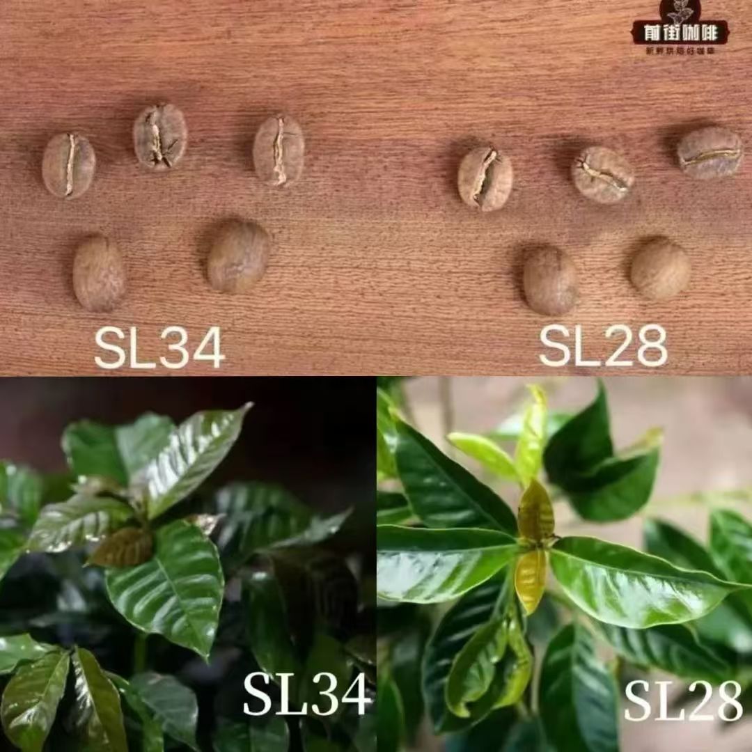 肯尼亚为什么盛行种植SL28和SL34？除SL系列外肯尼亚还种植哪些咖啡品种？